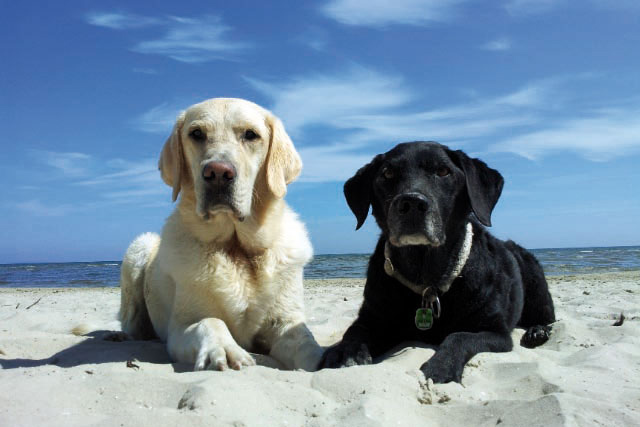 Die beiden Labradore liegen im Sand vor strahlend blauem Himmel.