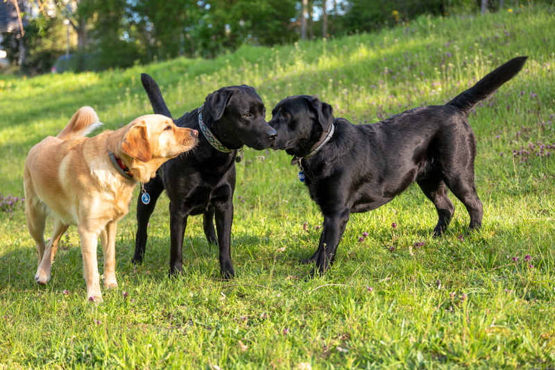 Drei Labradore spielen zusammen auf einer Wiese.