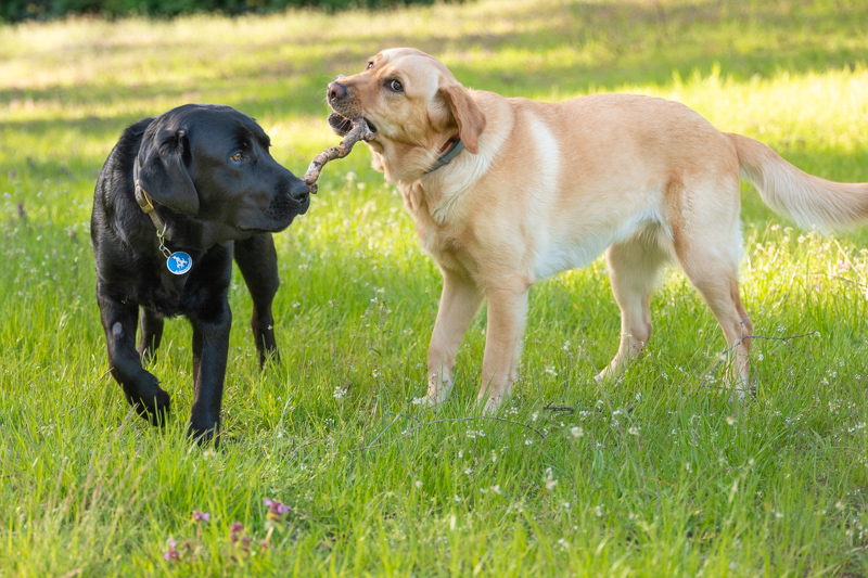 Ein schwarzer und ein blonder Labrador spielen zusammen mit einem Stock.
